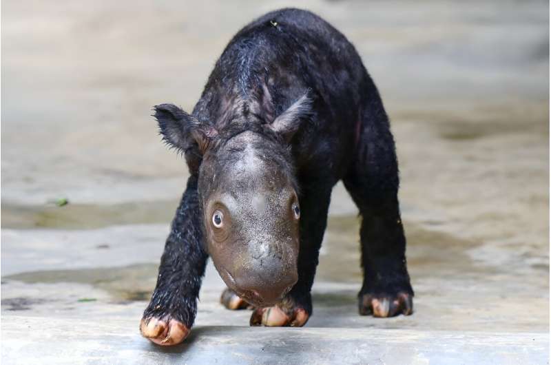 Tê giác Sumatra cực kỳ nguy cấp sinh ra ở Indonesia