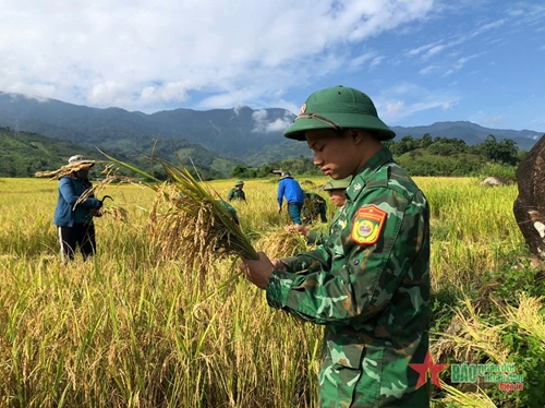 Giúp dân gặt lúa sau mưa lũ