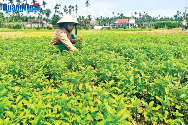 Siết chặt quản lý thực phẩm