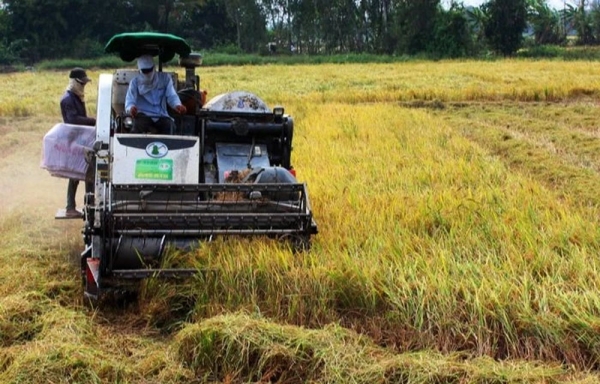 Từ 1/1/2025, tăng mức hỗ trợ cho đất chuyên trồng lúa lên 1,5 triệu đồng/ha