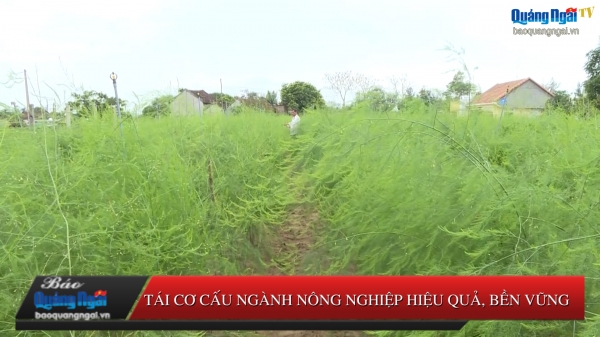 Video: Tái cơ cấu ngành nông nghiệp hiệu quả, bền vững