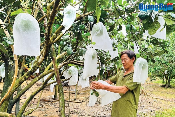 Phát triển sản phẩm OCOP