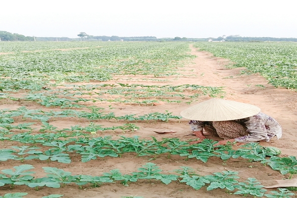 Tăng trưởng xanh để chủ động ứng phó với biến đổi khí hậu