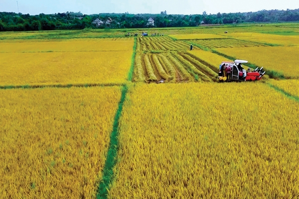 Vĩnh Linh ứng dụng khoa học và công nghệ phát triển nông nghiệp...