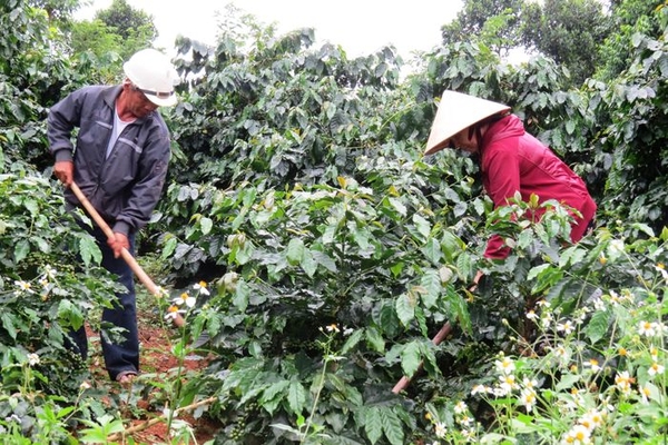 Quang Tri approves US$1.2-million eco-coffee production project