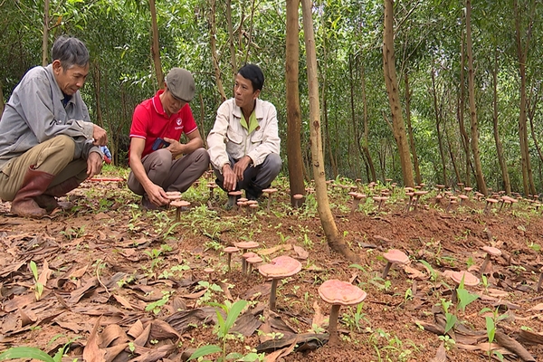 Red reishi mushroom cultivation flourishes under acacia forest canopy