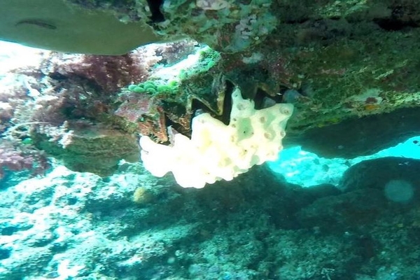 Close-up of giant coxcomb oyster attracting tourists in Con Co Island