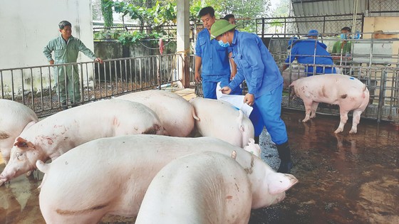 Dịch bệnh, giá thấp: Hộ chăn nuôi ngại tái đàn heo cung ứng tết