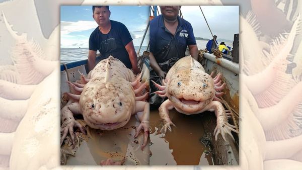 Papuan Fisherman bắt sinh vật biển Axolotl?