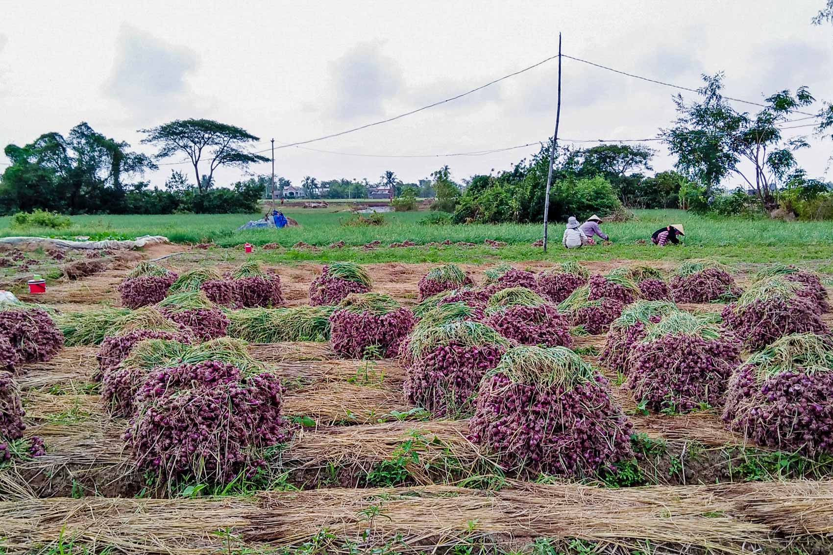 Sản xuất và thị trường