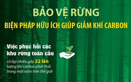 Bảo vệ rừng - biện pháp hữu ích giúp giảm khí carbon