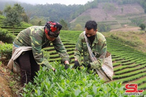 Cây trồng chủ lực ở Mường É