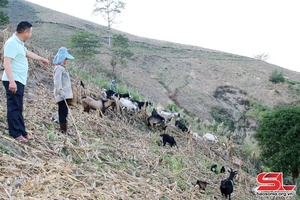 Phát triển chăn nuôi theo hướng bền vững