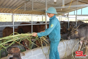 Hỗ trợ nông dân phát triển chăn nuôi