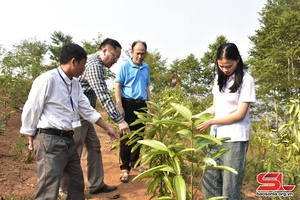 Sông Mã phát triển vùng nguyên liệu quế