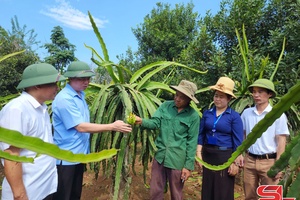 Sơn La phát triển cây ăn quả theo hướng bền vững