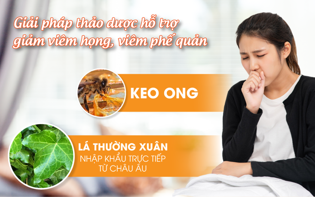 Giải pháp từ lá Thường xuân kết hợp Keo ong hỗ trợ giảm viêm họng, viêm phế quản