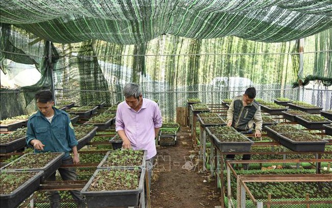 Điện Biên đưa cây dược liệu quý trở thành sản phẩm hàng hóa chủ lực của huyện Tuần Giáo