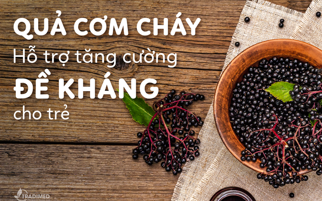 Quả cơm cháy và tác dụng hỗ trợ tăng cường đề kháng cho trẻ hay ốm và các vấn đề về hô hấp trên