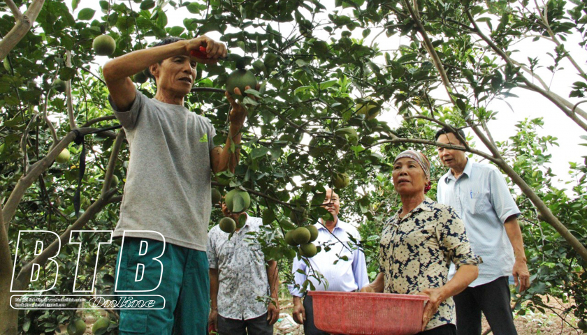 Cùng hội viên, nông dân phát triển kinh tế