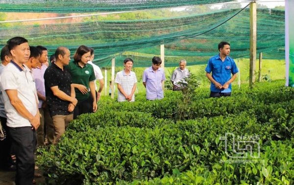 Efficiency from organic tea production model