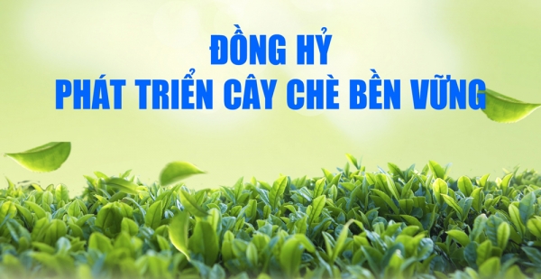 Đồng Hỷ phát triển cây chè bền vững