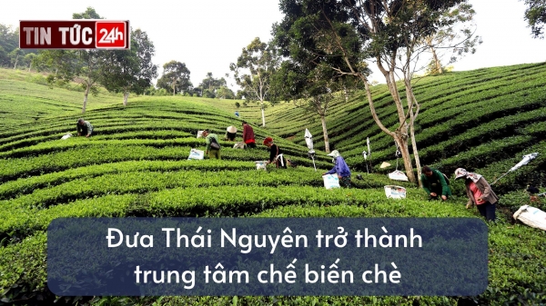 Tin tức 24h ngày 21/6/2024: Đưa Thái Nguyên trở thành trung tâm chế biến chè