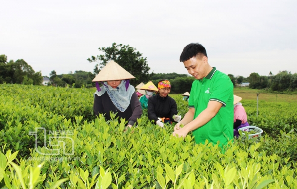 Khởi nghiệp từ cây chè