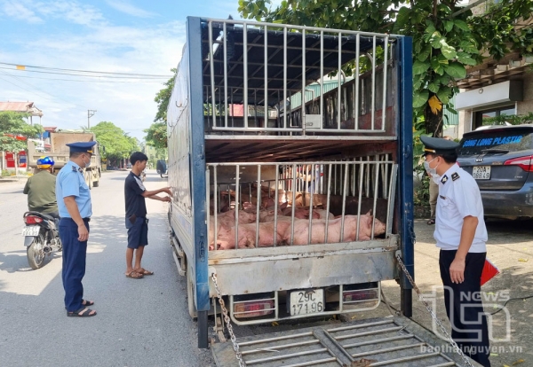 Phát hiện, tiêu hủy gần 800kg lợn ốm, chết đang được vận chuyển đi tiêu thụ