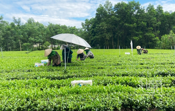 Thai Nguyen recognizes five new tea villages