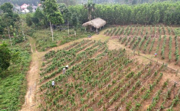 Phú Lương “chắp cánh” cho nông sản thế mạnh