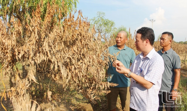 Làng nghề Cam Giá khát khao khôi phục vườn đào