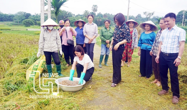 Hỗ trợ ứng dụng tiến bộ khoa học kỹ thuật vào sản xuất lúa