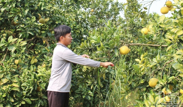 Đồng Hỷ phát triển vùng cây ăn quả chủ lực