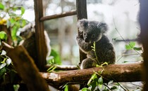 Cuộc chiến Koala