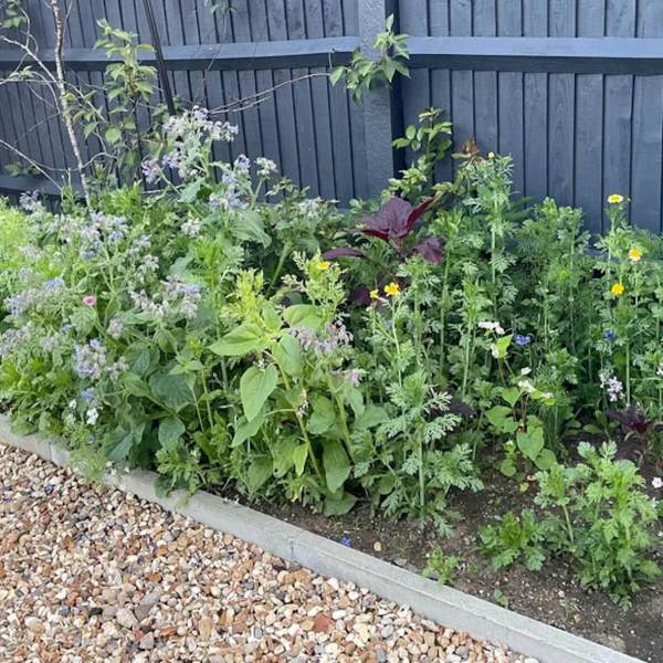 Homeowner shares 'beautiful' photos of their yard after letting wildflowers bloom freely: 'My kind of garden'