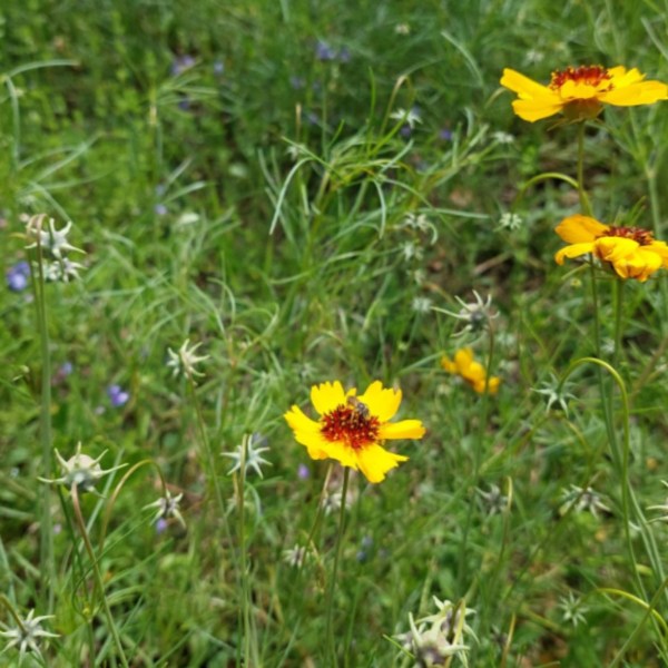 Homeowner shares progress photos of their yard transformation after retiring lawn mower: 'Did it grow like this naturally?'