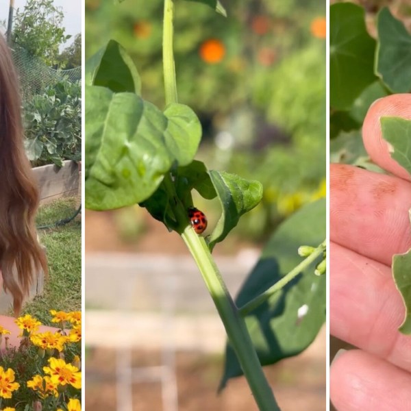 Expert gardener shares simple and surefire method to protect your garden from plant-devouring pests: 'Increase your harvest'