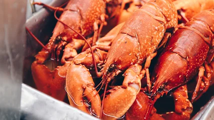 11 Most Common Mistakes Everyone Makes Cooking Lobster