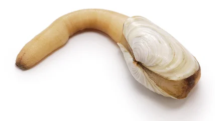 Geoduck là gì và nên nấu nó như thế nào?