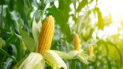 Gia vị Vs Corn: Có sự khác biệt nào không?