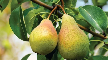 Don't Make The Mistake Of Storing Unripe Pears In The Fridge