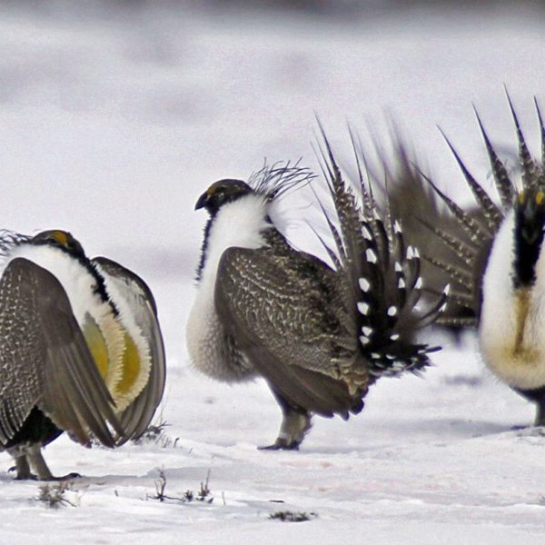 Biden administration proposes protections for US West sage-grouse, to divided response from conservationists