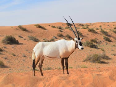 The other Dubai: defending its pristine desert and its rare residents