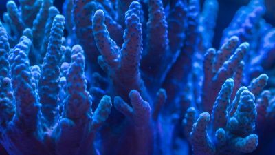 Research reveals coral superhighway in Indian Ocean no one knew about