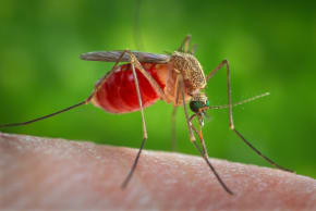 Vi rút West Nile: 7 chết, 81 nhiễm trùng, 6 ống thông khí