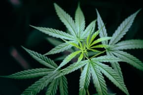 Cao trước khi thấp: Cannabis tăng nguy cơ COVID-19..