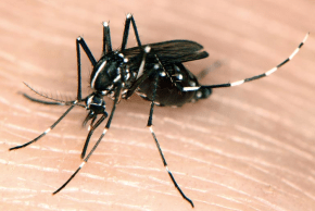 Đầu tiên là virus Tây Nile, bây giờ là sốt Dengue gây bệnh cho Israel trong đợt bùng phát thứ hai do muỗi gây ra