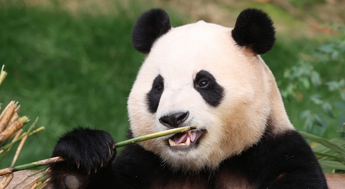 Fu Bao yêu quý của Everland trở về Trung Quốc