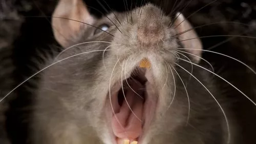 Expert shares four 'natural' ways to keep rats from your garden that they 'hate'